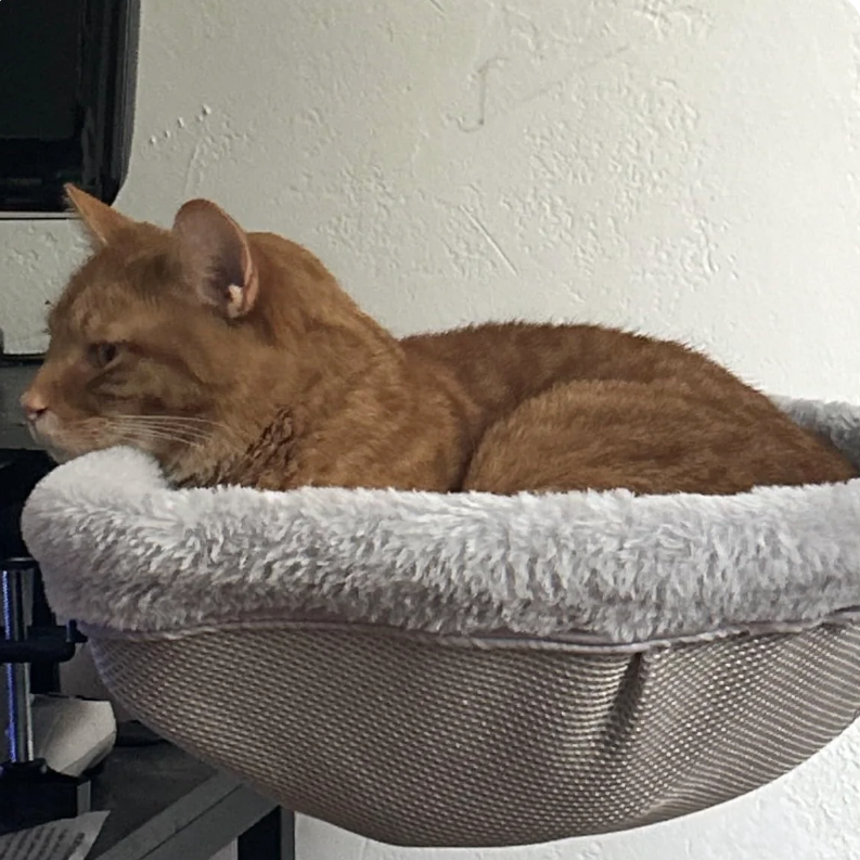 愛猫家の、ごろり