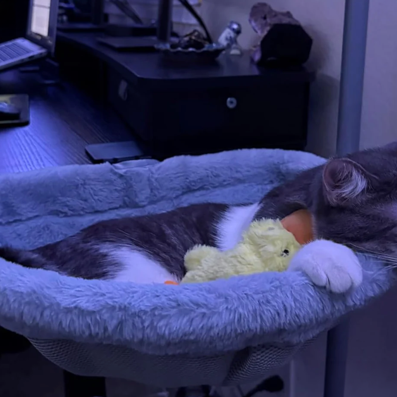 愛猫家の、ごろり
